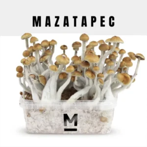 High-Quality Mazatapec Magic Mushroom Grow Kit Online | 28grams