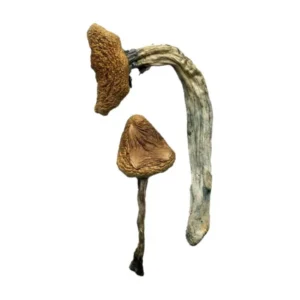 Jedi Mind Fuck Magic Mushrooms | 28grams