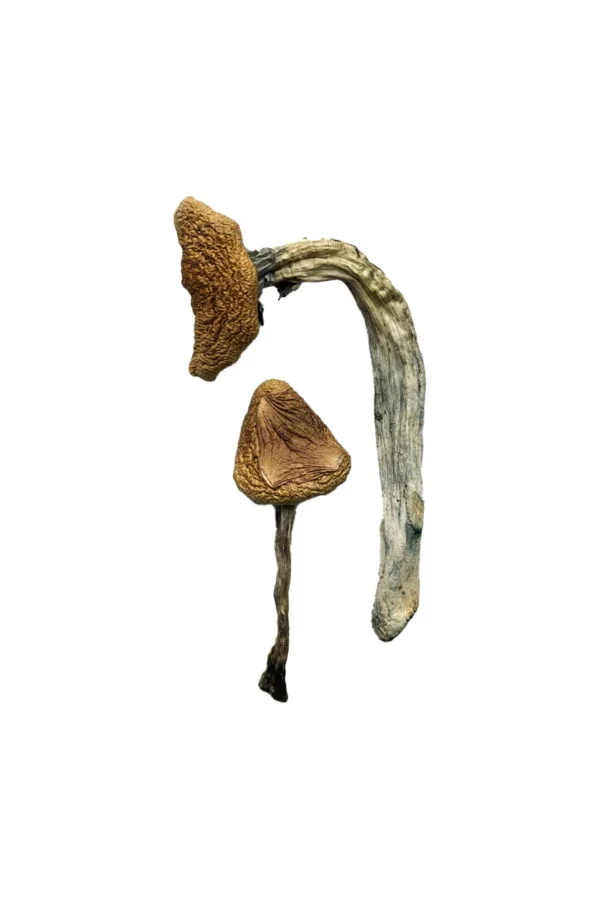 Jedi Mind Fuck Magic Mushrooms | 28grams