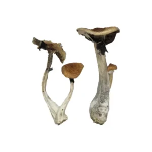 Koh Samui Magic Mushrooms | 28grams