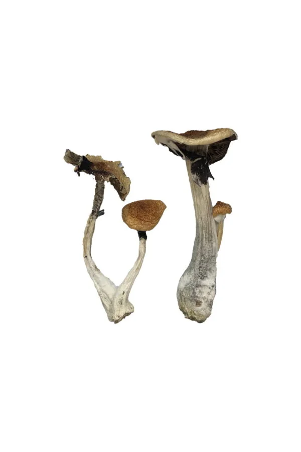 Koh Samui Magic Mushrooms | 28grams