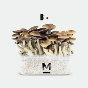 Magic Mushroom Grow Kit B by Mondo Online | 28grams