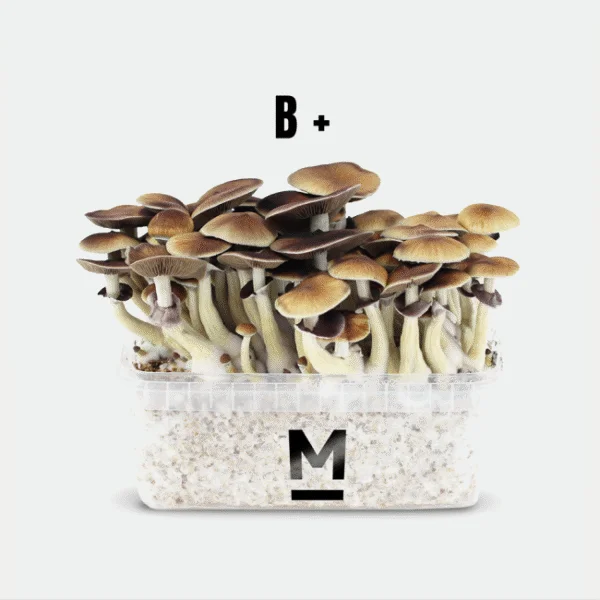 magic-mushroom-grow-kit-b-by-mondo-online-600x600-1 Magic Mushroom Grow Kit B by Mondo Online | 28grams