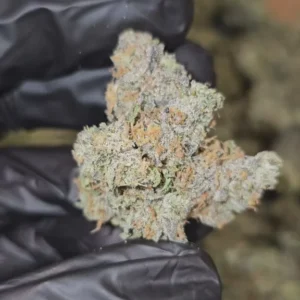 Mimosa | Top Tier | Flower | 7g packs