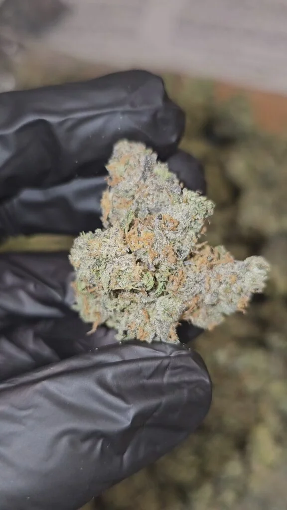 Mimosa | Top Tier | Flower | 7g packs