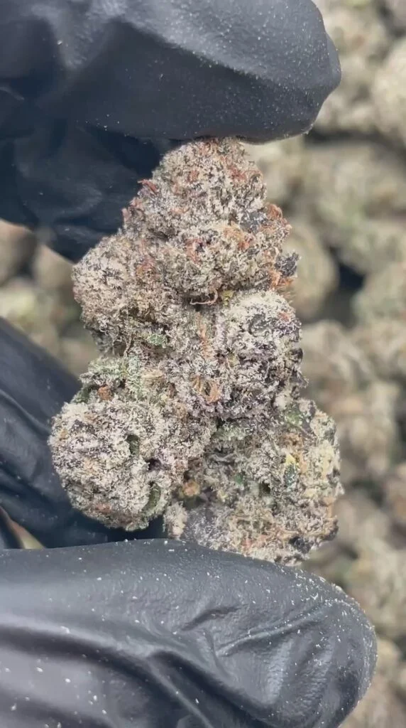 Pie Zookiez | First Cut Exclusive | Flower | 7g packs