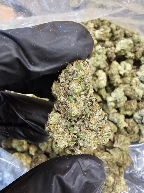 shadow-kush-top-tier-flower-scaled-600x800-1 Shadow Kush | Top Tier | Flower | 7g packs