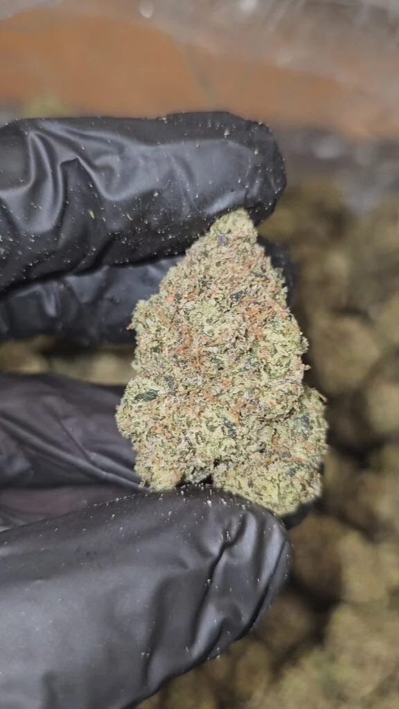slurpee-top-tier-flower-576x1024-1 Slurpee | Top Tier | Flower | 7g packs